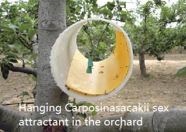 Hanging Carposinasacakii sex attractant in the orchard