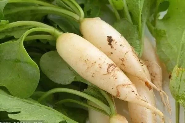 Roots such as radishes and carrots