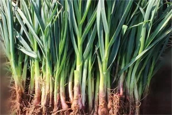 Onion, garlic, ginger, leeks