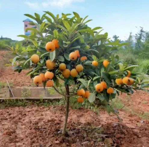 loquat sapling