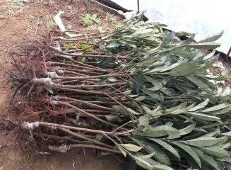 loquat sapling1
