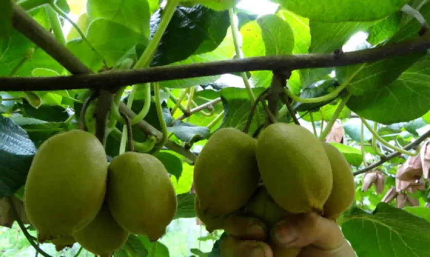 Kiwi