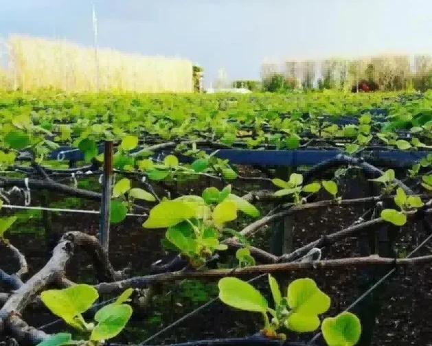 Growing Kiwis