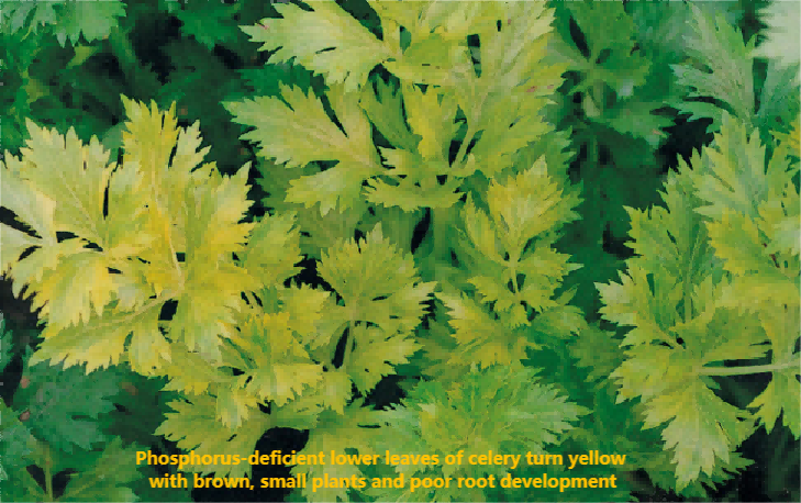 celery nutrient deficiency 1