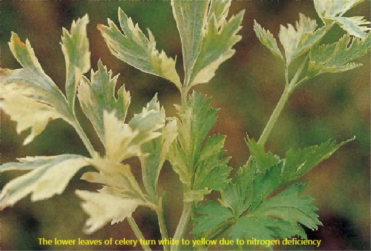 celery nutrient deficiency 2